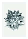 Komar Muurafbeelding | Succulent Agave | Poster, Afbeelding, Woonkamer, Slaapkamer, Decoratie, Kunstdruk | Zonder lijst | P049A-50x70 | Maat: 50 x 70 cm
