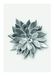 Komar Muurafbeelding | Succulent Agave | Poster, Afbeelding, Woonkamer, Slaapkamer, Decoratie, Kunstdruk | Zonder lijst | P049A-50x70 | Maat: 50 x 70 cm