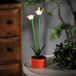 Garden Of Eden Solar Gekleurde Tuinbloem – Paars – 10 Warm Witte LED’s – 32 Cm – Steeklamp Op Zonne-Energie