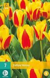 jub X 7 Tulipa Stresa
