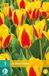jub X 7 Tulipa Stresa