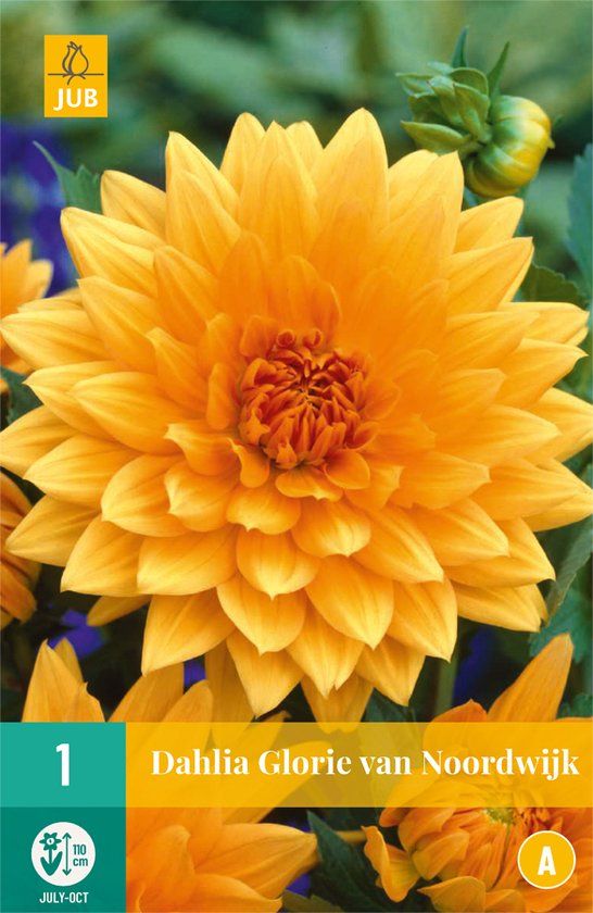 Dahlia Glorie Van Noordwijk - 1st - Orange Dahlia Bulb - JUB Holland