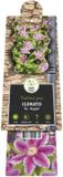 Van der Starre KLIMPLANT Clematis Dr. Ruppel - Roze Bosrank 120cm