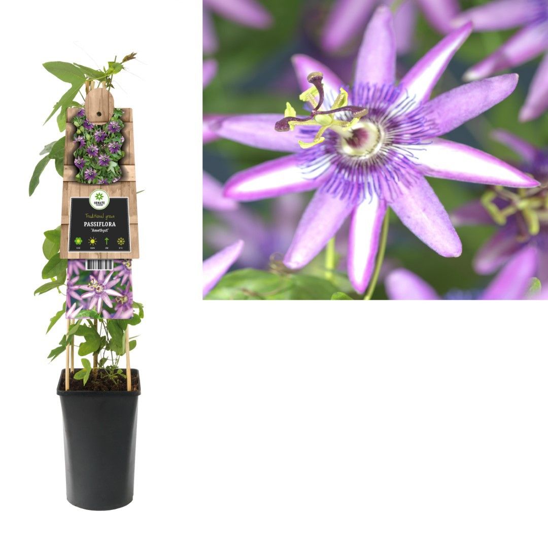 Van der Starre Klimplant Passiflora Amethyst 75 cm Passiebloem