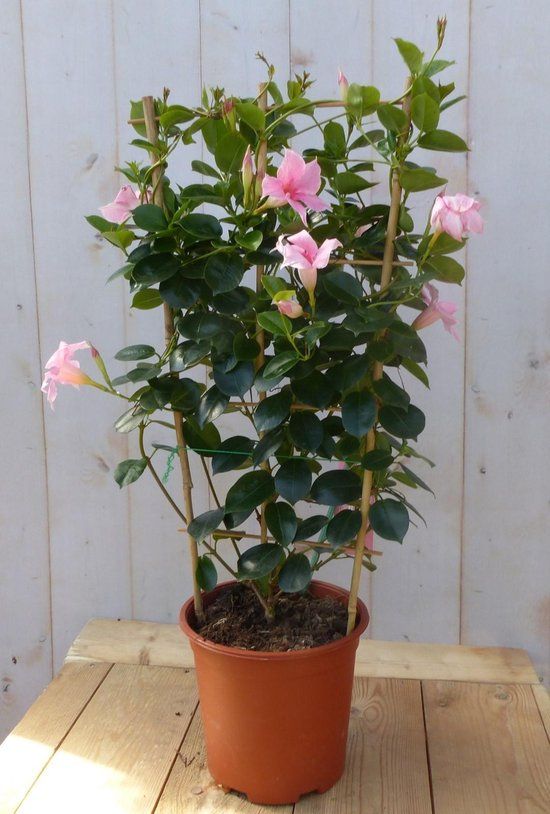 Warentuin natuurlijk Dipladenia Mandevilla Sundaville roze 90 cm
