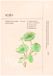 Ondo Beauty - Probiotics & Cica Water Soothing Mask 25 ml