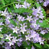 Arborix 6 x Campanula Lactiflora 'Prichard'S Variety' - Celtisbladklokje pot 9x9cm