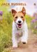 Jack Russell Terrier A3 Calendrier 2027