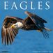 Eagles Willow Creek Press Eagles 2027 12 X 12 Wall Calendar