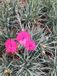 GRDplanten Groendecor Tuinarchitectuur 6x Rotsanjer - Dianthus grat. 'Badenia' | 9x9 cm pot