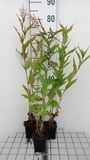 GRDplanten Bol 6x Duizenknoop - Persicaria polymorpha | 9x9 cm pot