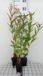 GRDplanten Bol 6x Duizenknoop - Persicaria polymorpha | 9x9 cm pot
