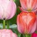 JUB - Tulipa Positive Vibe
