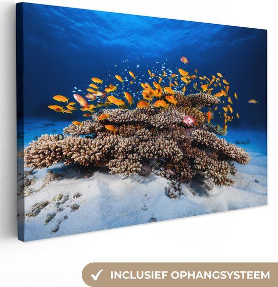 OneMillionCanvasses Canvas schilderij - Vis - Koraal - Water - Zee - 90x60 cm