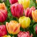 Green boutiQ - 48x Tulipa Symbiosa mix - Tulp Symbiosa mix - Diversen - Voorjaarsbloeier - Bolmaat 11/12
