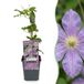 Green boutiQ - 4x Clematis Justa - Bosrank - Licht Blauw - Klimplant - Ø9cm - 35cm