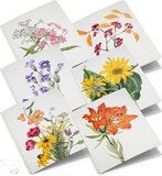 Studio Colori Wenskaarten set Wilde bloemen - 12 dubbele kaarten met enveloppen - A6