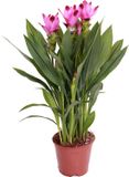 Bloomique Curcuma Siam Siamese Tulp Kamerplanten Luchtzuiverend Bloeiend Hoogte 40-50 cm Pot 14 cm