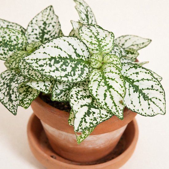 Warentuin natuurlijk Hypoestes wit kamerplant