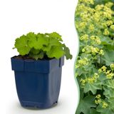 Plantenboetiek.nl Alchemilla mollis - Vrouwenmantel - Bodembedekkend - Geel - 24 Planten - Ø11cm - 15-25cm hoog - Tuinplant