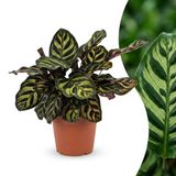 Green boutiQ Calathea Makoyana Pauwenplant - 1 Plant - Pot 12cm - Hoogte 25cm