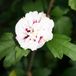 Arborix Bol Hibiscus Syriacus 'Speciosus' - Altheastruik 40-60 cm pot