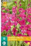 JUB Gladiolus com ssp. Byzantinus