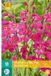JUB Gladiolus com ssp. Byzantinus