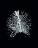 Komar Muurafbeelding Feather Black | Poster, afbeelding, woonkamer, slaapkamer, decoratie, kunstdruk | zonder lijst | P121B-40x50 | grootte: 40 x 50 cm (breedte x hoogte)