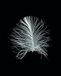 Komar Muurafbeelding Feather Black | Poster, afbeelding, woonkamer, slaapkamer, decoratie, kunstdruk | zonder lijst | P121B-40x50 | grootte: 40 x 50 cm (breedte x hoogte)