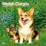 Welsh BrownTrout Welsh Corgis - Welsh Corgi 2027 - 16-Monatskalender