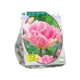 Baltus Bollen Tulipa Foxtrot 10 stuks