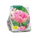 Baltus Bollen Tulipa Foxtrot 10 stuks