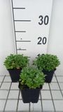 GRDplanten Groendecor Tuinarchitectuur 6x Blauwkussen - Aubrieta hybr. 'Bressingham Red' | 9x9 cm pot
