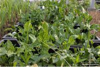 GRDplanten Groendecor Tuinarchitectuur 6x Italiaanse Aronskelk - Arum italicum | 9x9 cm pot