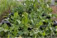 GRDplanten Groendecor Tuinarchitectuur 6x Italiaanse Aronskelk - Arum italicum | 9x9 cm pot
