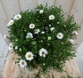 Warentuin Natuurlijk Herfstaster GROOT wit