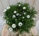 Warentuin Natuurlijk Herfstaster GROOT wit