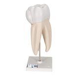 3B Scientific D10/5 High Molaire 3-delig 3B Smart Anatomy