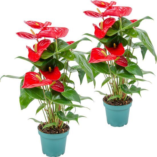 2x Anthurium 'Aristo' Rood - Flamingoplant - Kamerplant - ⌀12 cm - 30-40 cm