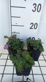 GRDplanten Groendecor Tuinarchitectuur 6x Ooievaarsbek - Geranium sang. 'Shooting Star' | 9x9 cm pot