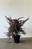 Qweeker Rode zuurbes / Japanse berberis 40-60 cm (in pot) - Berberis th. 'Atropurpurea' - Ø26 cm