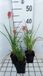 Groendecor Tuinarchitectuur 6x Vuurpijl - Kniphofia hybr. 'Vincent Lepage' | pot de 9x9 cm