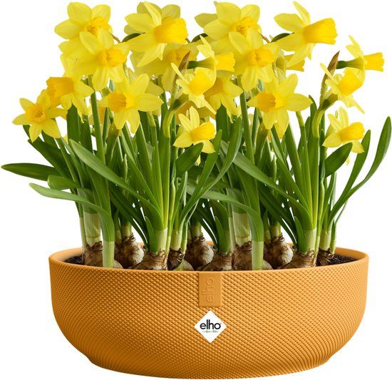 Elho Jazz Bowl 28 - Bloempot voor Binnen - 100% Gerecycled Plastic - Ø 27.5 x H 9.0 cm - Amber geel