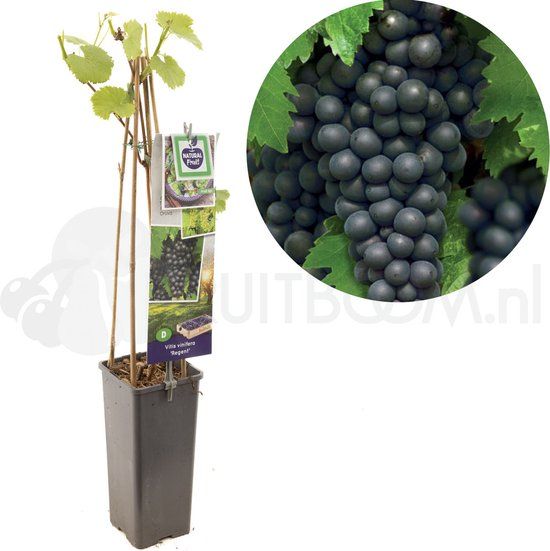 Vitis vinifera Regent - blauw - 150 cm
