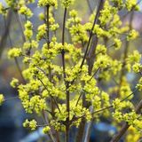 Arborix Cornus mas - Gele Kornoelje - 40-60 cm in pot