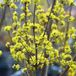 Arborix Cornus mas - Gele Kornoelje - 40-60 cm in pot