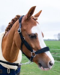 Velvet Halster - Showtime - Zwart-Zwart - Maat A Pony