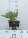 GRDplanten Groendecor Tuinarchitectuur 6x Meiklokje - Convallaria majalis | 9x9 cm pot
