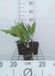 GRDplanten Groendecor Tuinarchitectuur 6x Meiklokje - Convallaria majalis | 9x9 cm pot